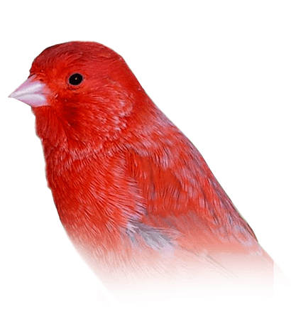 Canary Bird Png Pic (black, chocolate)