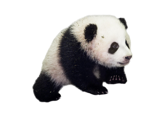 Panda Png Clipart (beige, black)