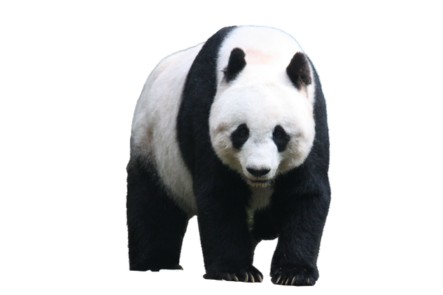 Panda Png Picture (white, black)