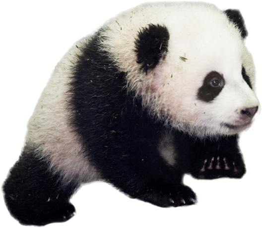 Panda Png Transparent (beige, black)