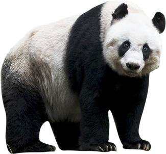 Panda Transparent Isolated Images Png (black)