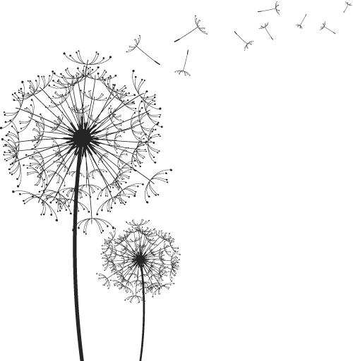 Dandelion Png Transparent Image (black, white)