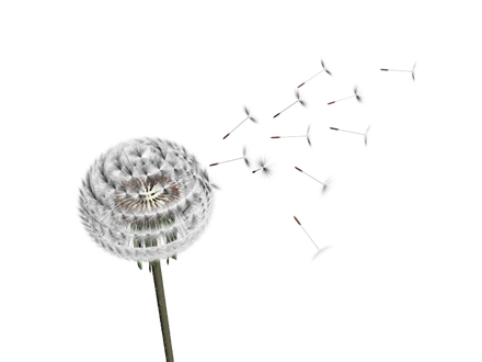 Dandelion Transparent Png (black, silver)