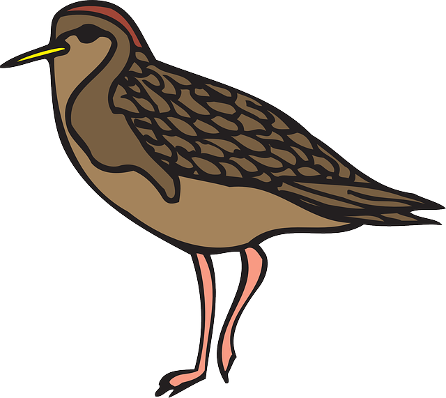 Sandpiper Png File (black, gray)