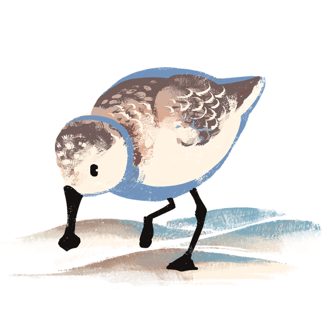 Sandpiper Png Free Download (black, beige)