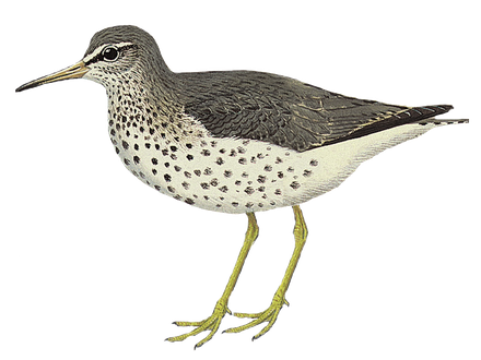 Sandpiper Png Hd Isolated (black, beige)