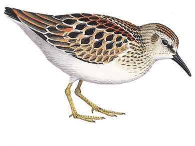 Sandpiper Png Image (black, white)