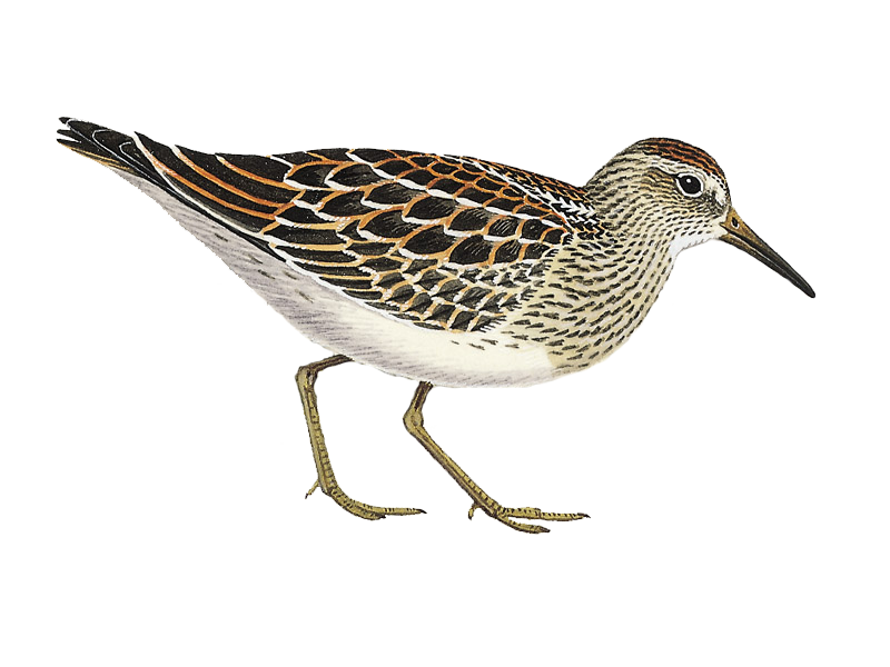 Sandpiper Png Isolated File (beige, indigo, black, white)