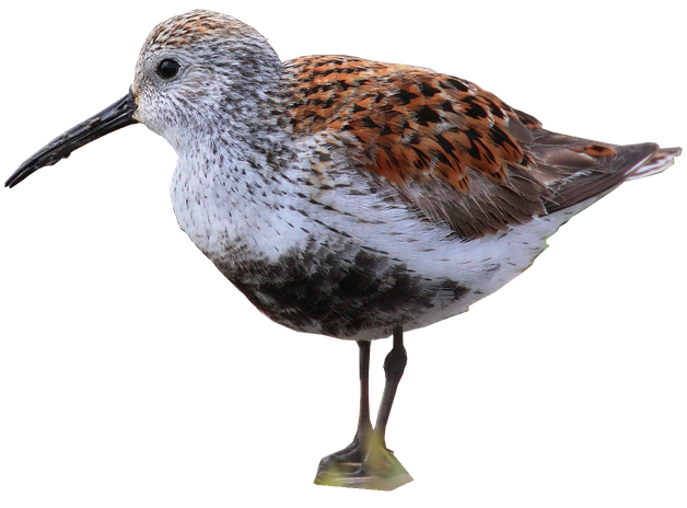 Sandpiper Png Isolated Hd (black)