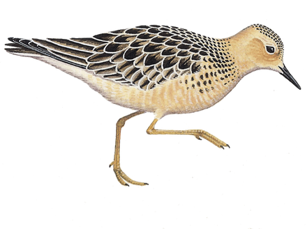 Sandpiper Png Photo (black)