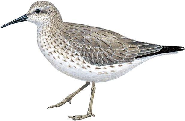 Sandpiper Png Transparent (black, silver, white)