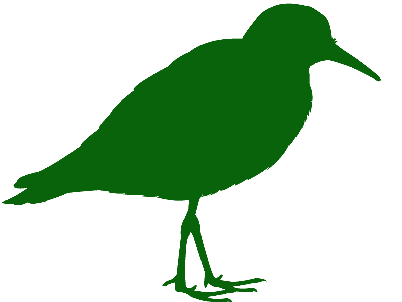 Sandpiper Png (green, gray)