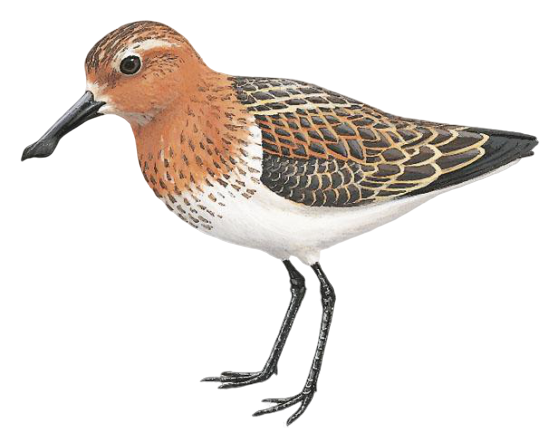 Sandpiper Transparent Png (black, indigo)