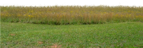 Landscape Grass Field Png File (black, gray, olive)