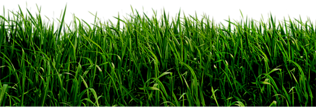 Landscape Green Grass Field Png Clipart (black, white)