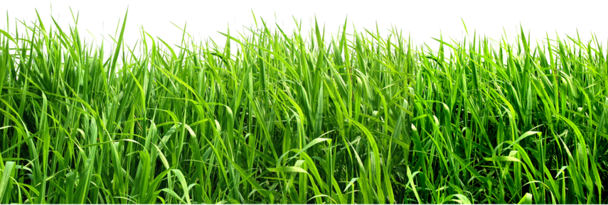 Landscape Green Grass Field Png File (black, olive, green)