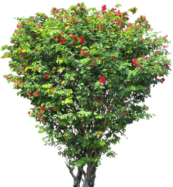 Landscaping Tree Png File (olive, black)