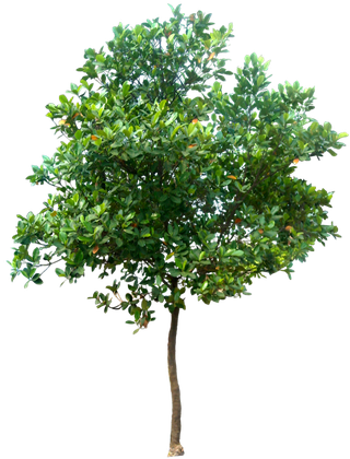 Landscaping Tree Png Hd (black)