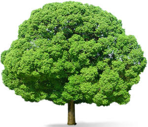 Landscaping Tree Png Image (black)