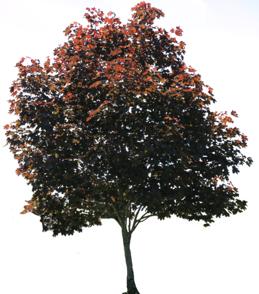 Landscaping Tree Png Pic (blue, black)