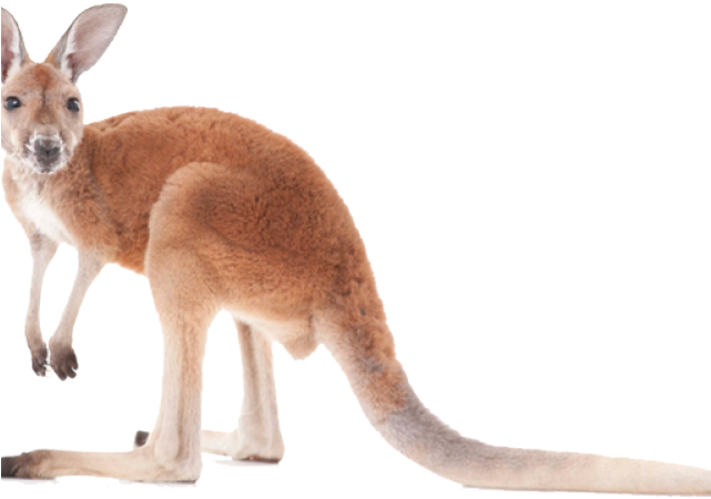 Kangaroo Png Image (chocolate, indigo, black)