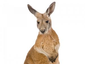 Kangaroo Transparent 300X225 (chocolate, black, salmon)