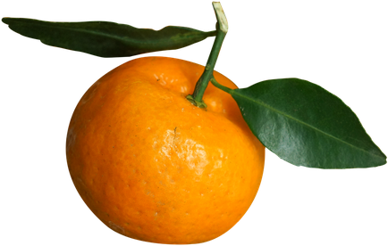 Tangerine Png Isolated Image (black, orange)