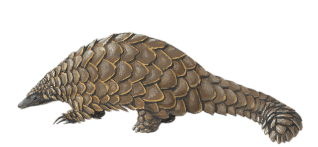 Pangolin Png Free Download (gray)