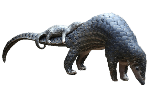 Pangolin Png Hd (gray)