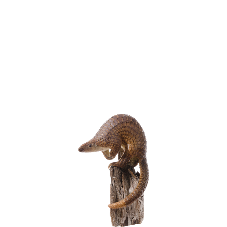 Pangolin Png Image (maroon, gray, indigo, silver, black)