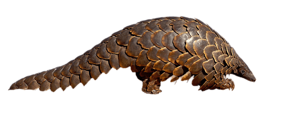 Pangolin Png Isolated Image (gray)