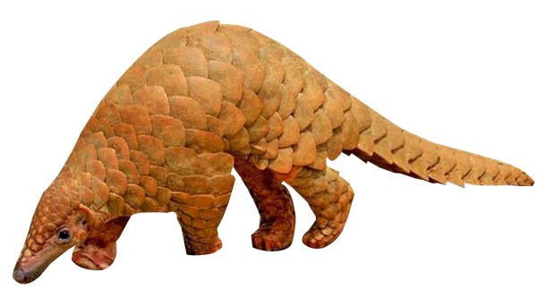 Pangolin Png Photos (chocolate, black)