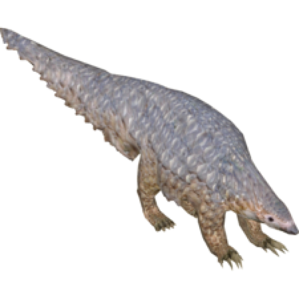 Pangolin Png Picture (gray, black)