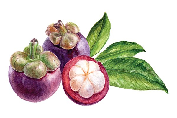 Mangosteen Png Isolated File (white, silver, beige)