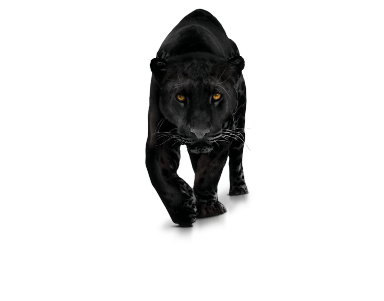 Panther Download Png Image (white, black)