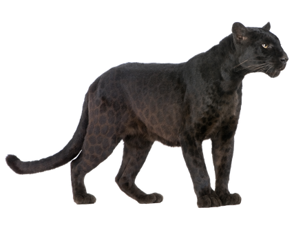 Panther Png Transparent Image (indigo, black)