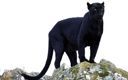 Panther Transparent Background (black)