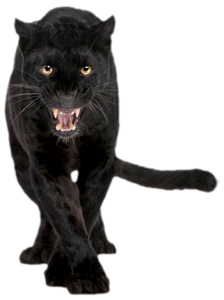 Panther Transparent Png (black)