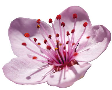 Japanese Blossom Flower Transparent Png (black, pink, lavender)