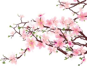 Japanese Flowering Cherry Png Clipart (black, maroon)