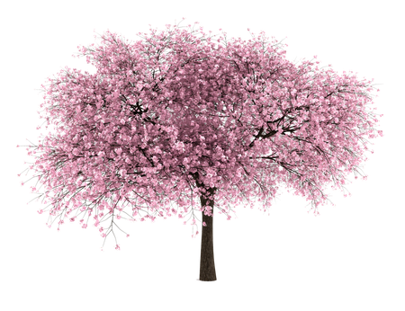 Japanese Flowering Cherry Png File (black, silver)