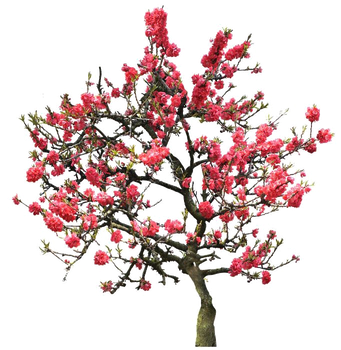 Japanese Flowering Cherry Png Image (black, white)