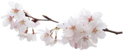 Japanese Flowering Cherry Png Pic (white)