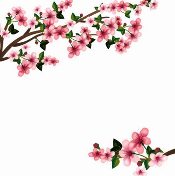 Japanese Flowering Cherry Png Transparent Image (white)