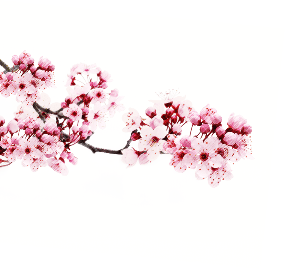 Japanese Flowering Cherry Png Transparent Picture (black, white)