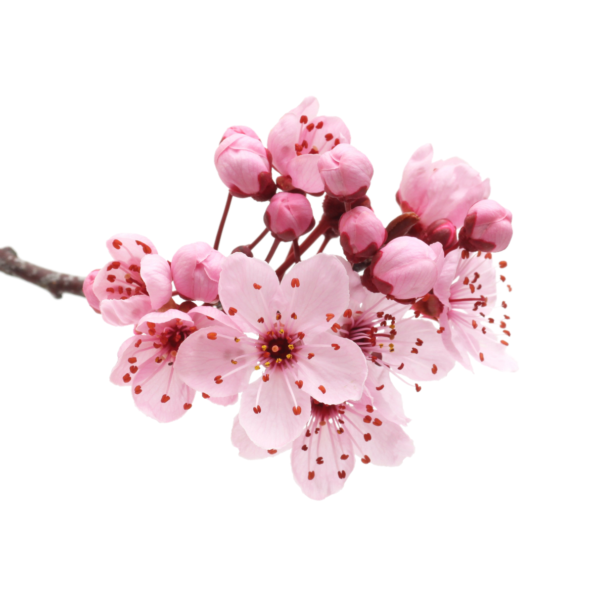 Japanese Flowering Cherry Png Transparent (black)