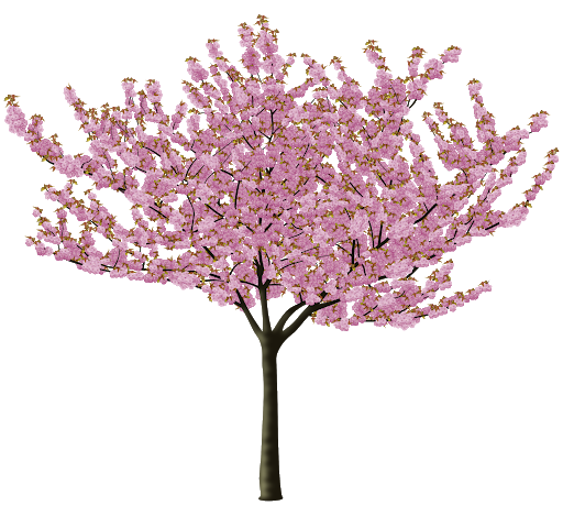 Japanese Spring Blossom Flower Transparent Png (black)