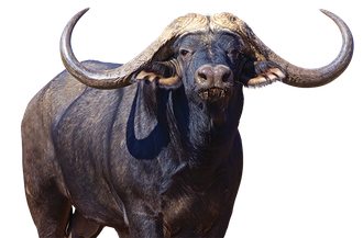 Cape Buffalo Png File (black)