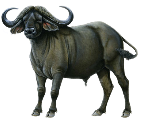 Cape Buffalo Png Image (white, black)