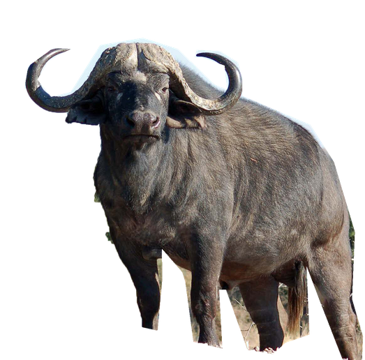 Cape Buffalo Png Photos (black)